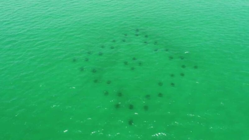 Destin: Reef Snorkeling Adventure - A Closer Look at the Reef Snorkeling Adventure