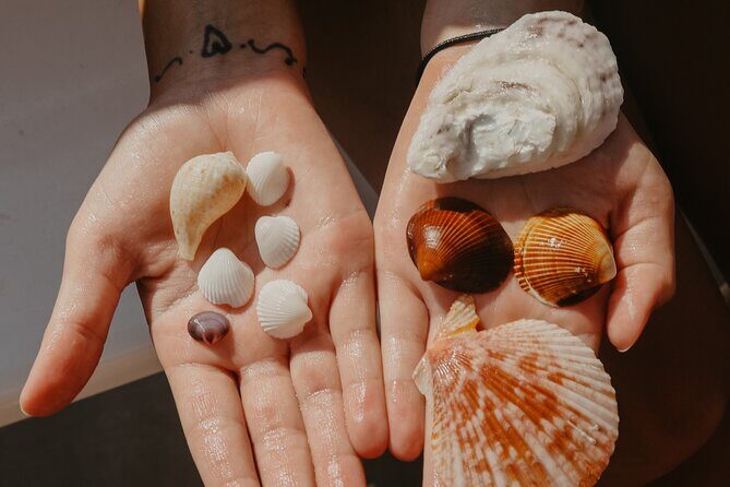 Destin Shelling and Dolphin Adventure - Final Thoughts: Who Will Appreciate This Tour Most?