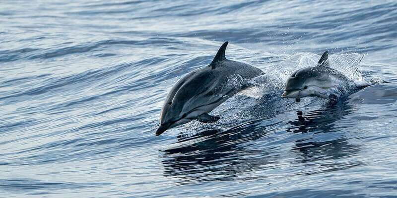 Destin: Snorkeling Cruise with 2 Stops and Dolphin Watching - Wrapping It Up