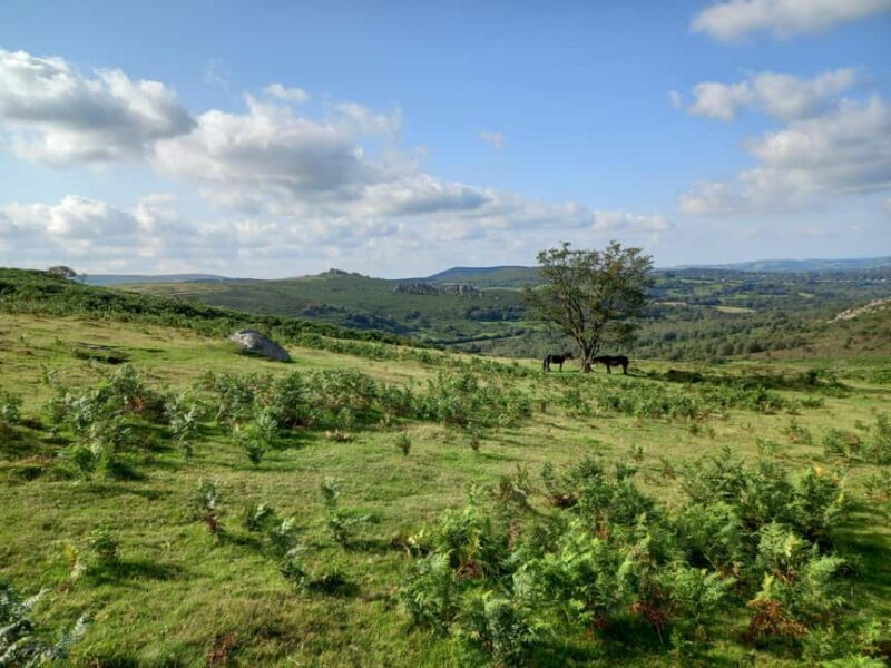 Devon: Dartmoor National Park Guided Tour - Considerations Before Booking