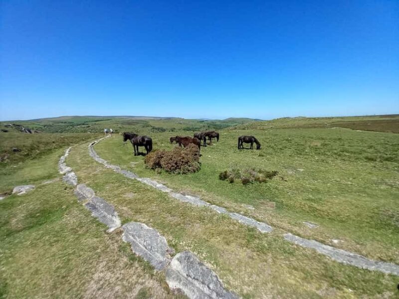 Devon: Dartmoor National Park Guided Tour - Price and Value Analysis