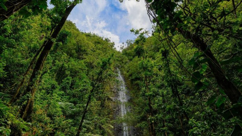 Diamond Head Manoa Falls - A Complete Look at the Diamond Head and Manoa Falls Private Tour