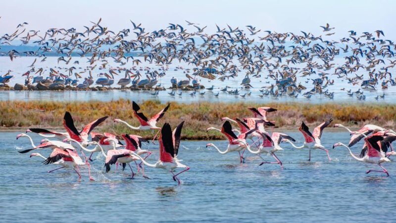 Didim/Altinkum: Full-Day Bafa Lake Guided Tour w/Breakfast - The Ancient Significance of Heraclia