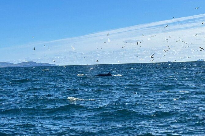 Dingle Boat Tours RIB Adventure Private - Key Points