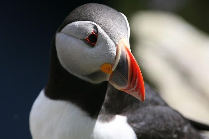 Dingle Boat Tours RIB Adventure Private - Who Will Love This Tour?