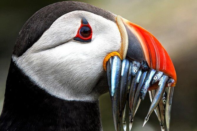 Dingle Boat Tours Wildlife RIB Adventure - Exploring Dingle’s Marine National Park by RIB