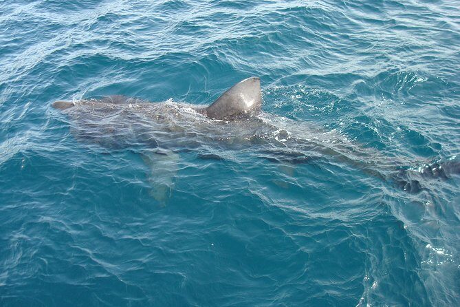 Dingle Boat Tours Wildlife RIB Adventure - Final Thoughts