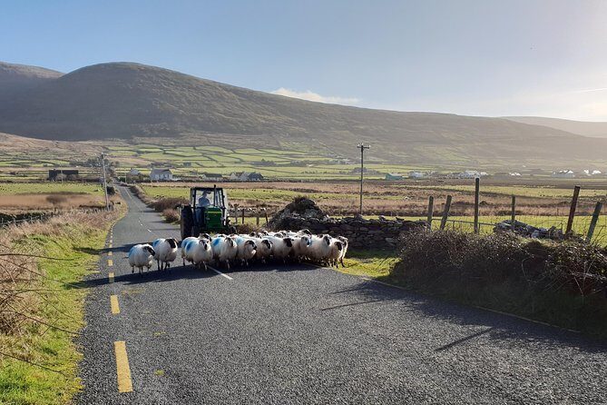 Dingle: Hour Slea Head Drive Tour 4hr - Personal Chauffeur Guide - FAQ