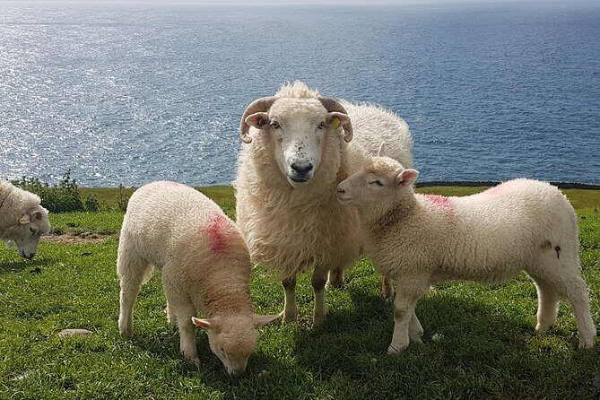 Dingle Peninsula and Slea Head Drive Group Tour - Experience the Best of Dingle Without the Hassle