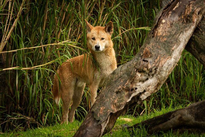 Dingo Experience at Healesville Sanctuary - excl. entry - Why This Tour Is Worth Considering