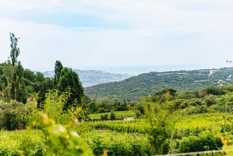 Dinner in the vineyard French Riviera - Who Will Love This Experience?