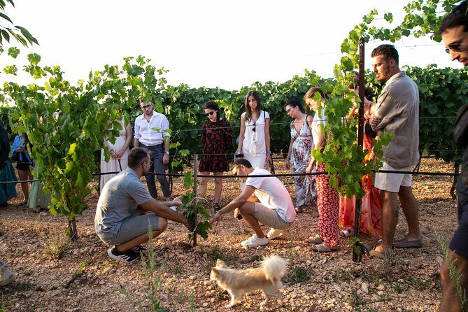 Dinner in the vineyard with wine tasting and walk - A Deep Dive into the Vineyard Dinner Experience