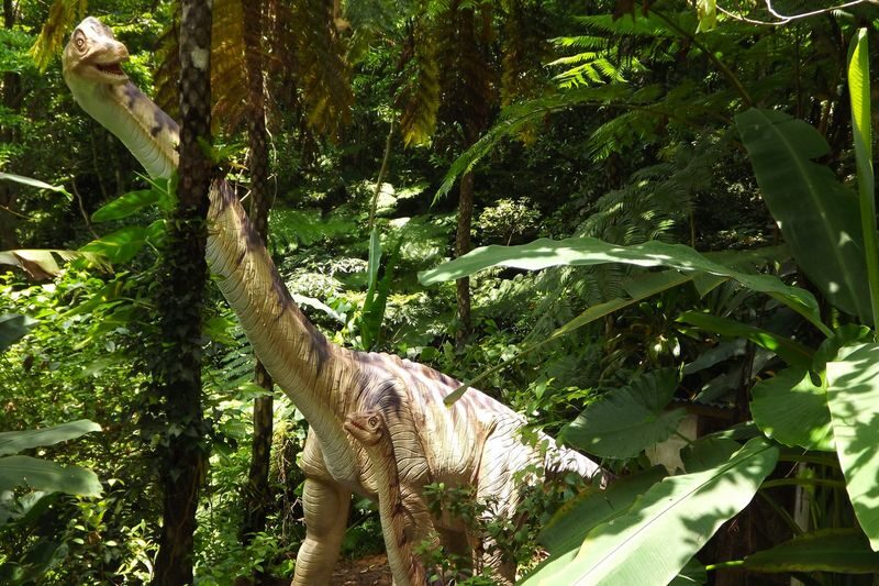 Dino Park Yanbaru Subtropical Forest Ticket in Okinawa - A forest trail, not a dinosaur museum