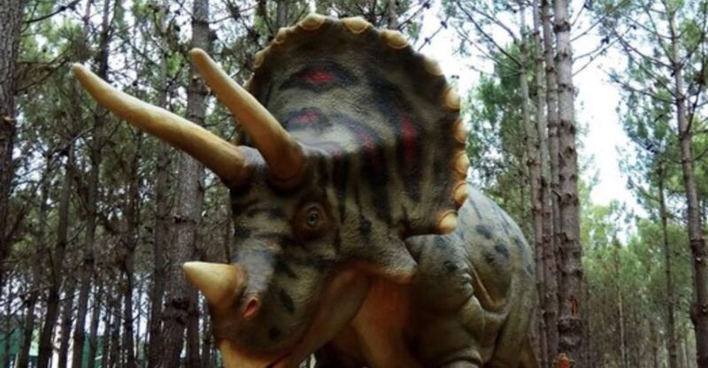Dinosaurs Park - Family Half day tour - Final Thoughts