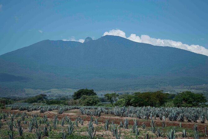 Direct Airport Transfer to Tequila Jalisco - FAQ: Practical Questions About the Airport Transfer