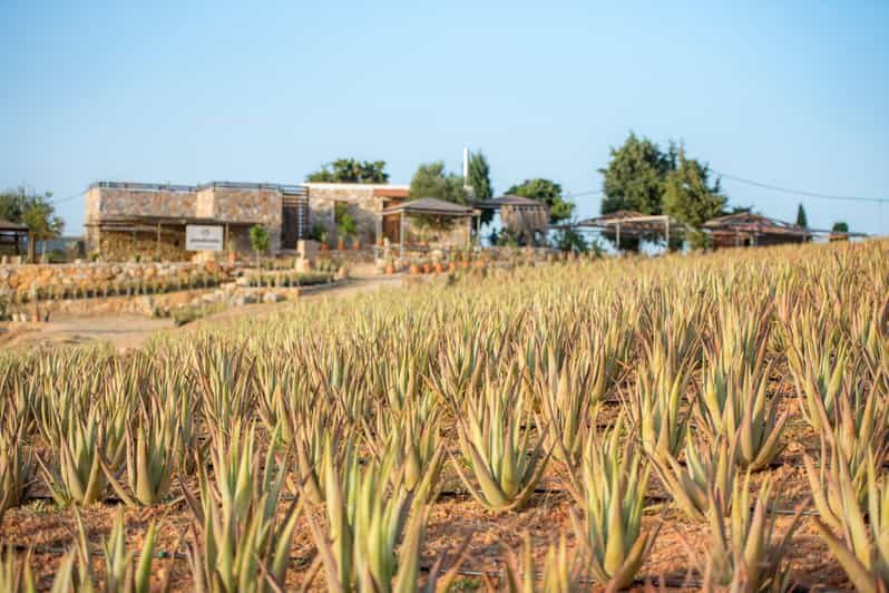 Discover Aloe: A Farm Walk & Workshop - Discover Aloe: A Farm Walk & Workshop — Authentic Experience in South Aegean, Greece