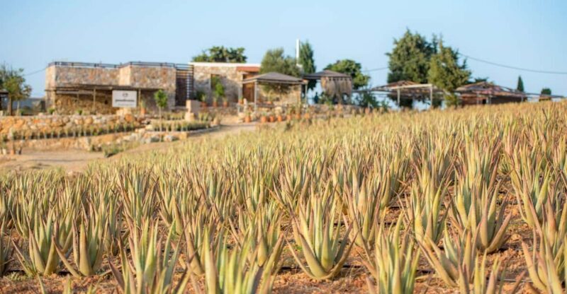 Discover Aloe: A Farm Walk & Workshop - Key Points