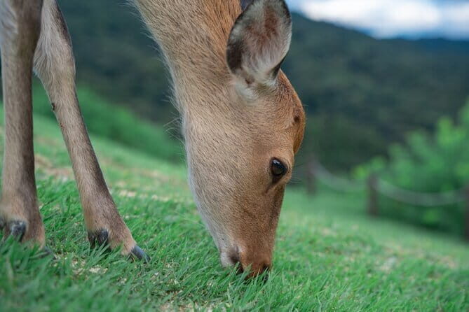 Discover Ancient Nara: Private Car Tour from Kyoto or Osaka - An In-Depth Look at the Tour Experience