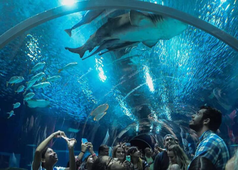 Discover AquaRio & Olympic Boulevard: Marine Life and Art - Key Points