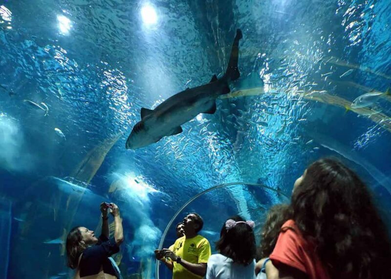 Discover AquaRio & Olympic Boulevard: Marine Life and Art - Visiting AquaRio: Latin America’s Largest Aquarium