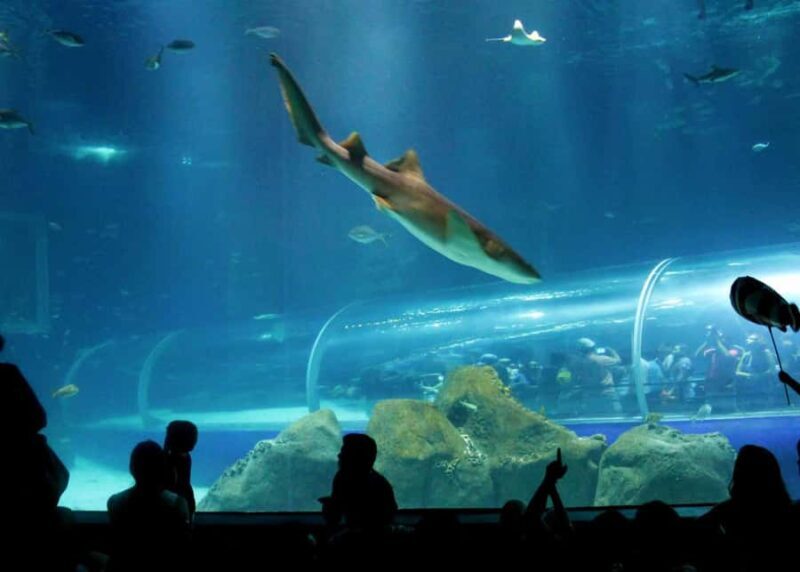 Discover AquaRio & Olympic Boulevard: Marine Life and Art - The Itinerary: What to Expect