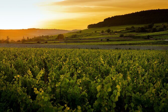 Discover Burgundy - Discover Burgundy: An Authentic Tasting Experience in Beaune