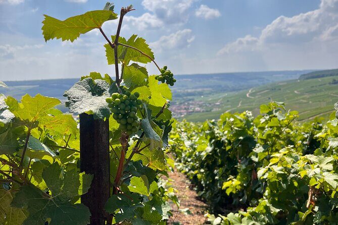 Discover Champagne in half a day in a Van - An In-Depth Look at the Tour