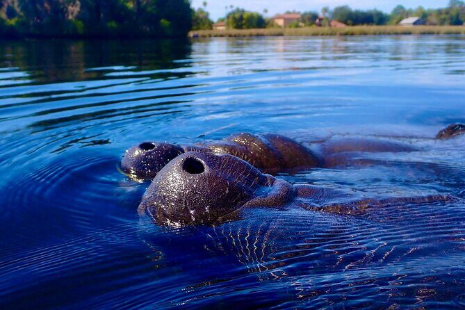Discover Crystal River's Secrets with Private Boat Tour - Value and Pricing