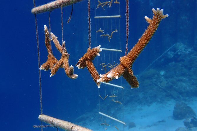 Discover Diving in Curacao - FAQ