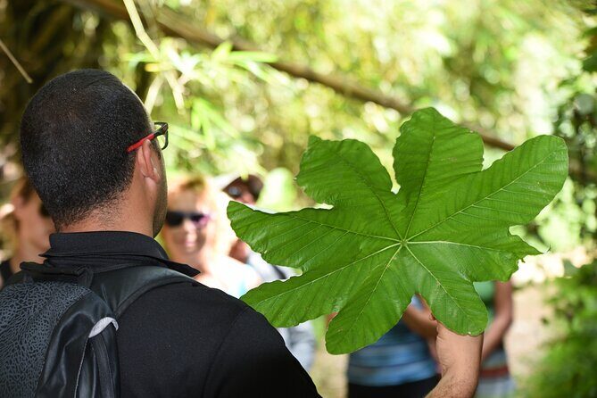 Discover El Yunque National Park: Half-Day Rainforest Tour - The Sum Up