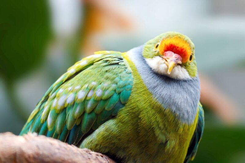Discover Fijian Culture and Reptiles - Who Will Enjoy This Tour?