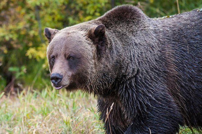 Discover Grizzly Bears from Banff - The Heart of the Tour: Nature, Wildlife, and Mountain Views