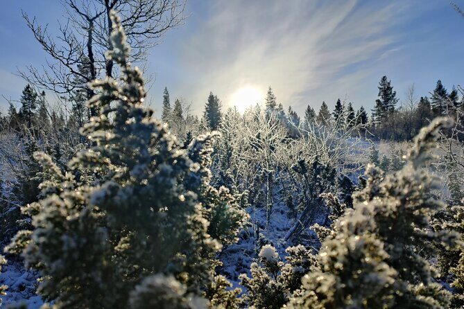 Discover Inari: Reindeer Farm, Siida Museum & Open Fire Lunch - A Deep Dive Into the Experience