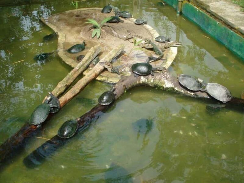 Discover Iquitos: City Tour and the Belen Market - Final Thoughts