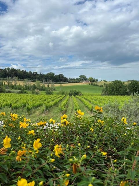 Discover Italian Wines: Exclusive Tasting at Tenuta La Viola - Practical Details