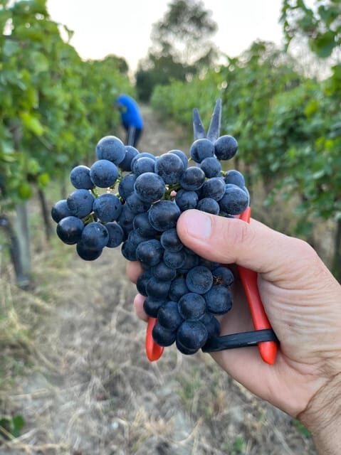 Discover Italian Wines: Exclusive Tasting at Tenuta La Viola - FAQs