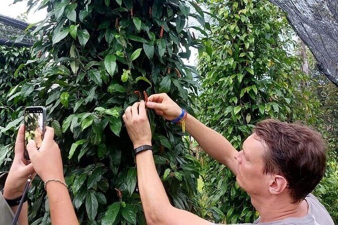 Discover Kampot Countryside, Pepper farm & Bokor Mountain - Discover Kampot Countryside, Pepper Farm & Bokor Mountain: A Practical, Authentic Cambodian Experience