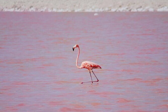 Discover Las Coloradas History on Deluxe Guided tour - Is This Tour Worth It?