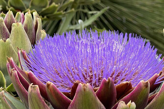 Discover Lush Gardens, Trees & Neighborhoods: Private - FAQs