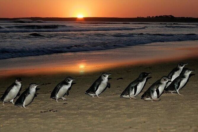 Discover Melbourne City and Penguin Parade Eco Tour - Exploring the Melbourne City Highlights