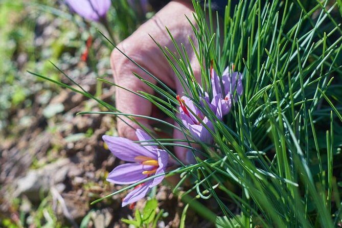Discover Montalcino through its best productions: Brunello & Saffron!! - Final Thoughts