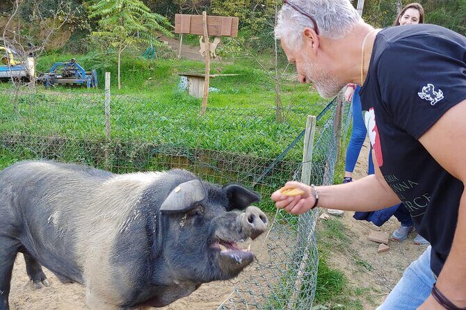 Discover Montepulciano: Cinta Senese Pigs, Lunch & wine in a Farm - An In-Depth Look at the Cinta Senese Farm Experience