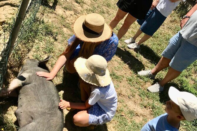 Discover Montepulciano: Cinta Senese Pigs, Lunch & wine in a Farm - The Sum Up