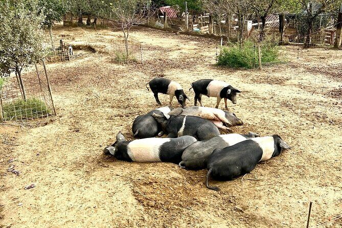 Discover Montepulciano: Cinta Senese Pigs, Lunch & wine in a Farm - Frequently Asked Questions