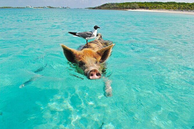 Discover Pig Island & Koh Tan: Private Longtail Trip - Key Points