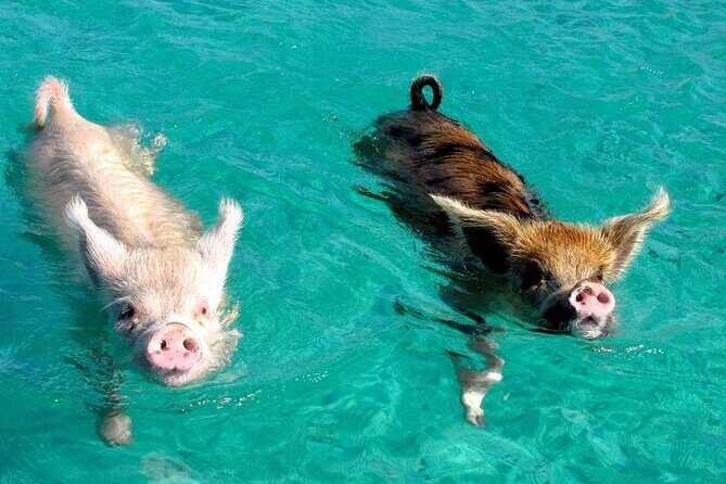 Discover Pig Island & Koh Tan: Private Longtail Trip - FAQ