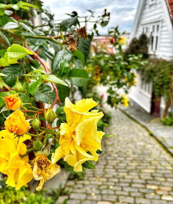 Discover Private+ Stavanger Guided City Tour - Discover Private+ Stavanger Guided City Tour