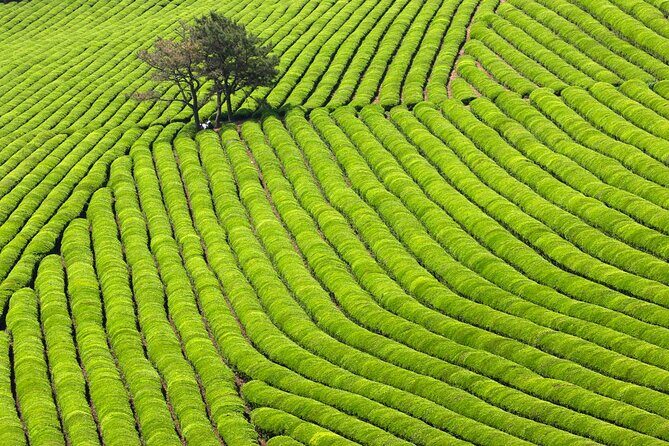 Discover Round Korea in 7days: A Wellness Holiday - FAQ