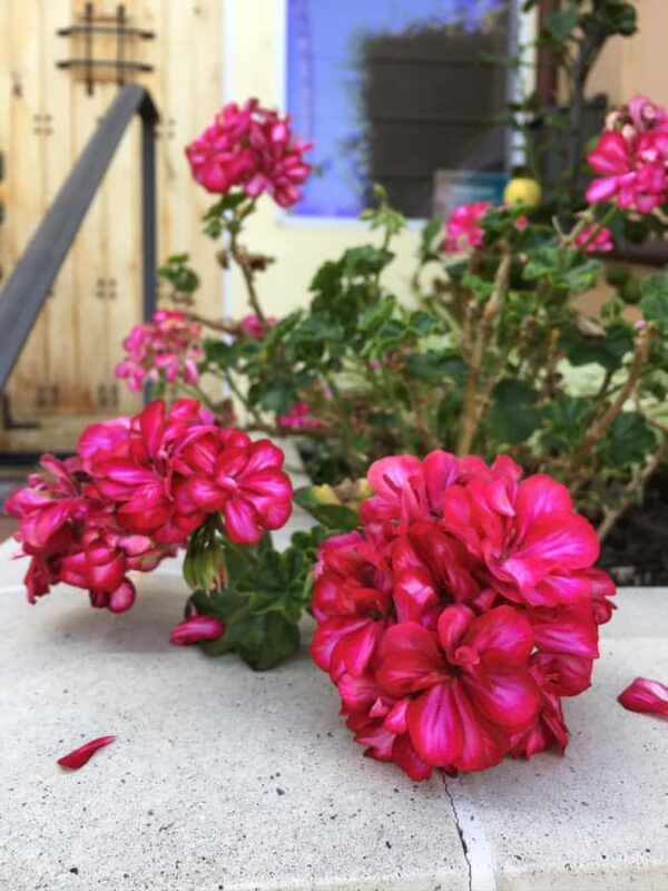 Discover Santa Monicas Hidden Stairways & Canyon Paths - Authentic Experiences and Real Feedback