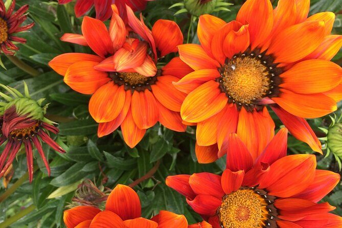 Discover Santa Monicas Lush Gardens, Trees & Neighborhoods - Key Points